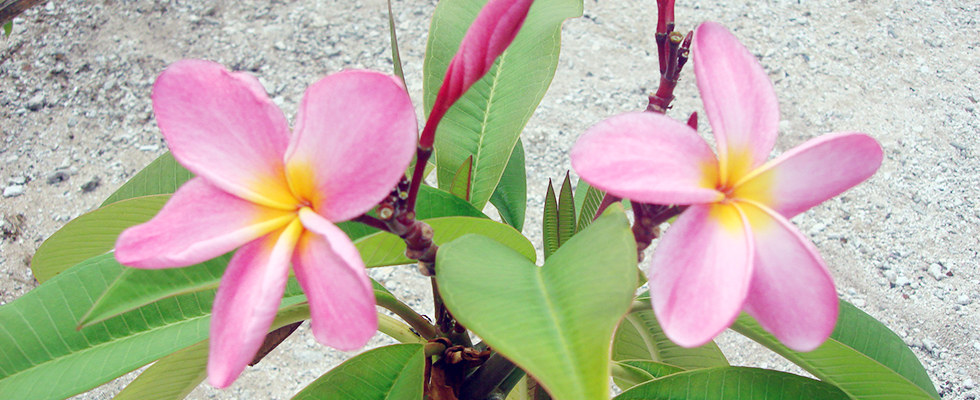 Marshall Islands scenery
