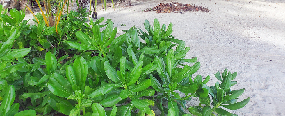 Marshall Islands scenery